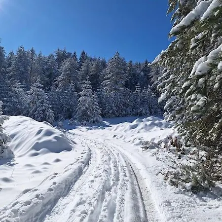 Winter Tale In The Forest Bansko